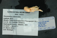Image of Procambarus planirostris